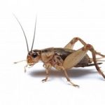 Cricket Insect Feeders for Bearded Dragons