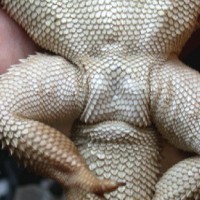 Female Bearded Dragon Female Bearded Dragon