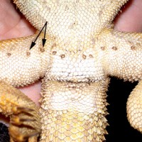 Male Bearded Dragon Male Bearded Dragon