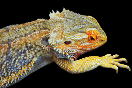 Unhealthy Bearded Dragon