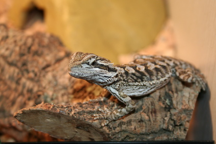 Baby Bearded Dragon Basking