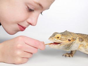 Feeding Bearded Dragon