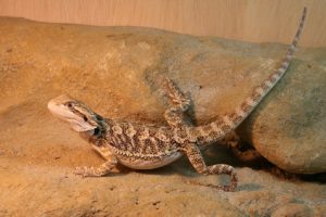 Lighting Requirements for a Bearded Dragon