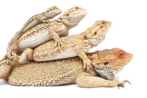 Bearded Dragons Stacking