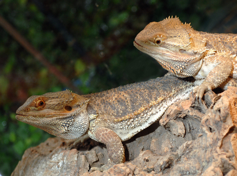 Condition Bearded Dragons Before Mating