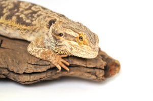 6 Signs of Stress for a Bearded Dragon