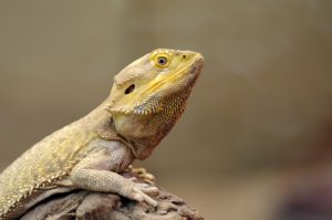 Bearded Dragon Perched Upon Limb