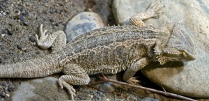 Common Causes of Death for Bearded Dragons