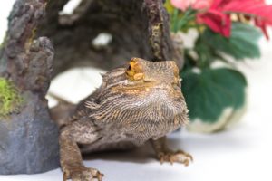 Selecting the Right Hide Box for a Bearded Dragon