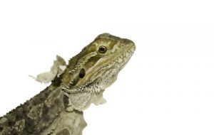 What to Do for a Shedding Bearded Dragon