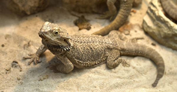 The Best Enclosure for a Bearded Dragon