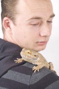 Protecting Yourself from Salmonella with Bearded Dragons