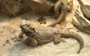 What to Do Before Buying a Bearded Dragon