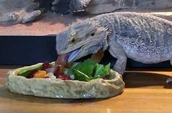 Have Food Readily Available for Your New Bearded Dragon