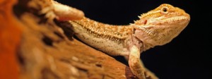 Bearded Dragon Care Tips During Winter