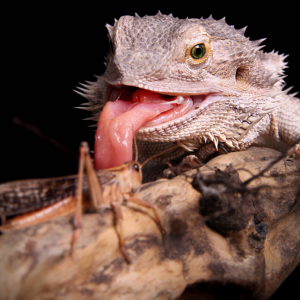Bearded Dragon Hunting