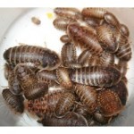 Dubia Roaches