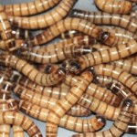 Mealworms