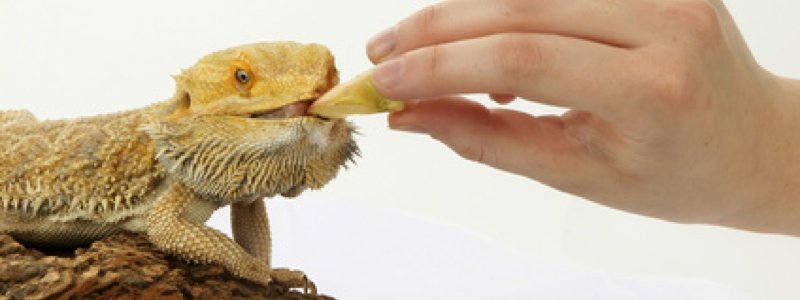 Vitamins and Minerals for a Bearded Dragon