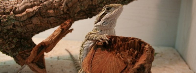 Choose the Proper Enclosure for a Bearded Dragon