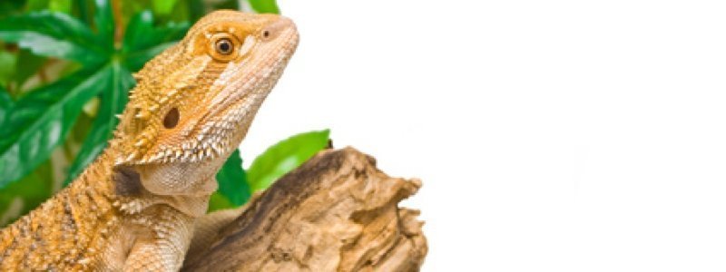 How to Determine the Sex of a Bearded Dragon