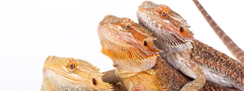 Different Behaviors of Bearded Dragons