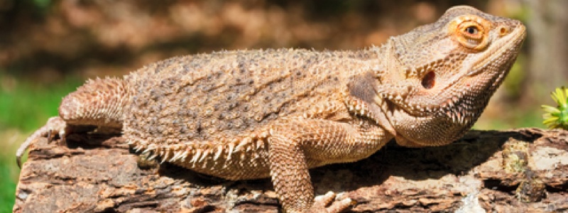 Full-Spectrum Lighting for a Bearded Dragon