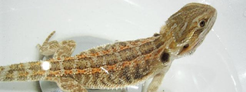How to Bathe a Bearded Dragon