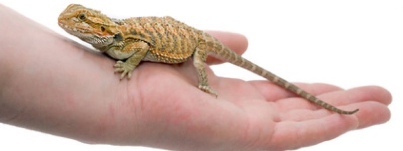 How to Buy a Healthy Bearded Dragon