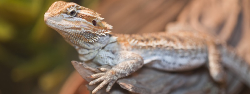 Lighting Requirements for a Bearded Dragon