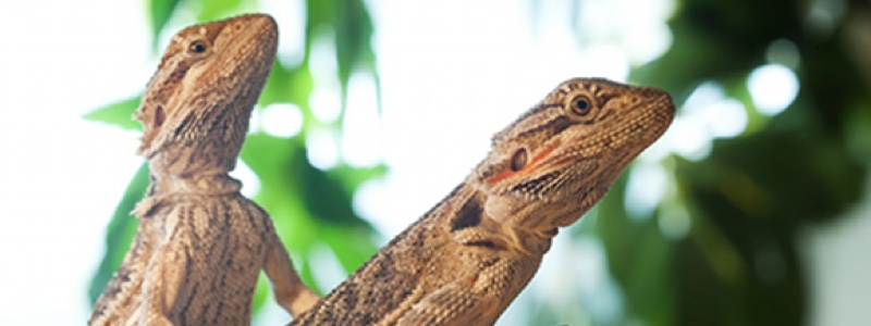 Proper Temperatures for a Bearded Dragon