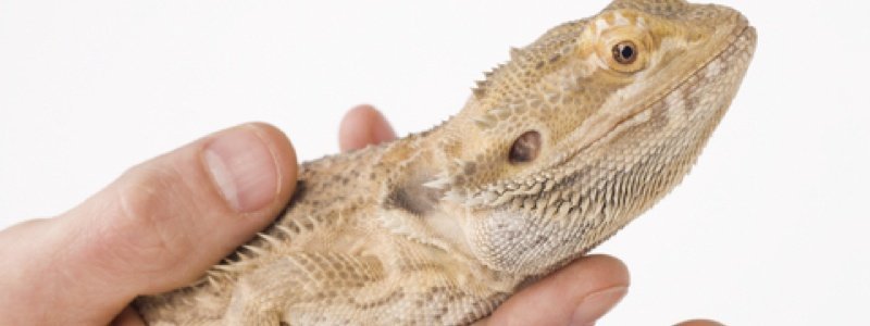 Properly Handling a Bearded Dragon