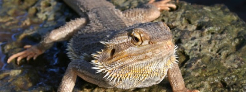 Providing Water for a Bearded Dragon