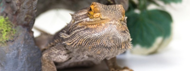 Selecting the Right Hide Box for a Bearded Dragon