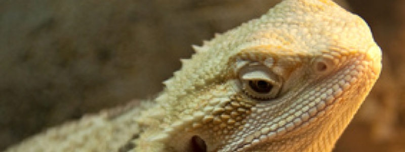 Supplementing Terrarium Heat Using Heat Pads