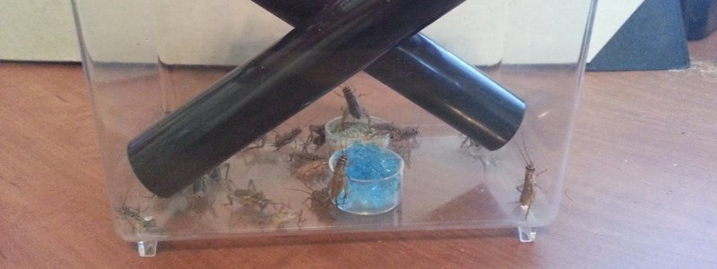 Taking Care of Feeder Crickets &: Insects