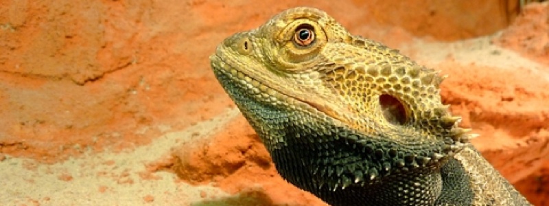 The Best Lighting for a Bearded Dragon