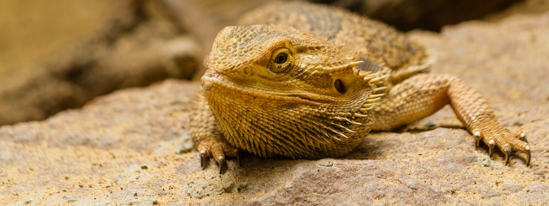 What Causes a Bearded Dragon to Act Lazy or Lethargic