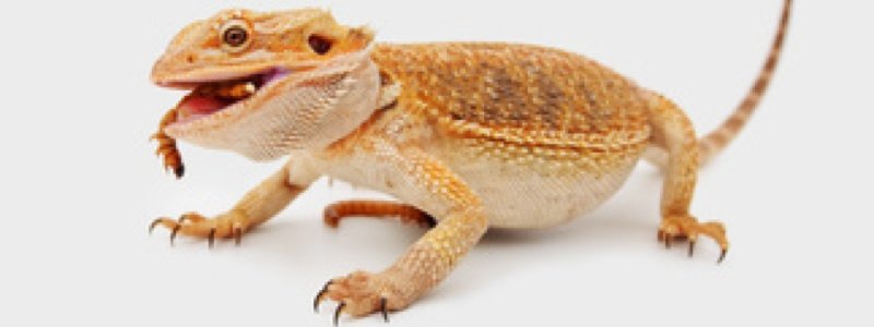 What Do Bearded Dragons Eat