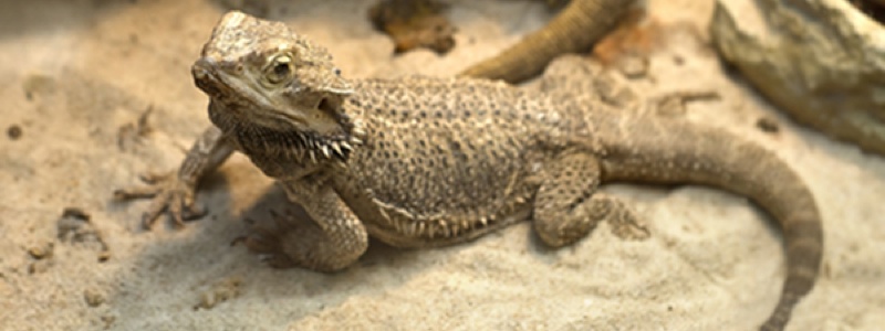 What to Do Before Buying a Bearded Dragon