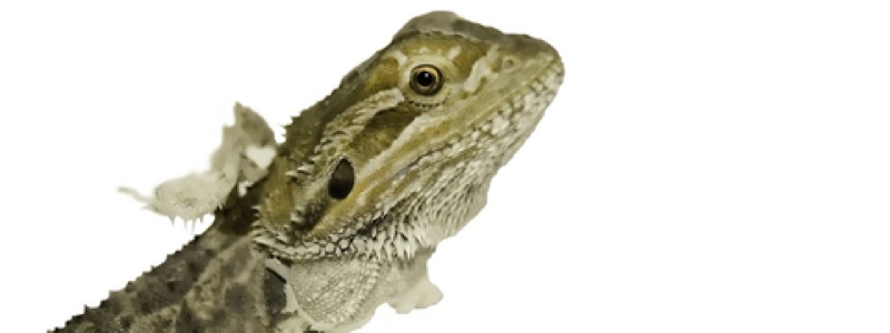What to Do for a Shedding Bearded Dragon