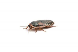 Dubia Roaches