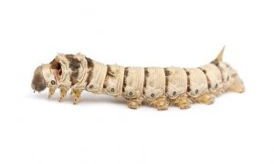 Silkworm