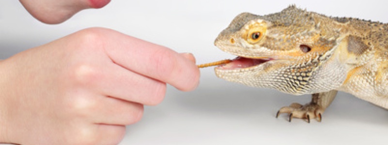 Bearded Dragon Diet and Nutrition