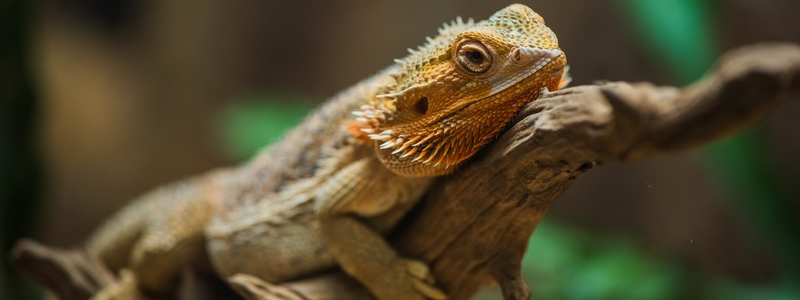 Bearded Dragon Heating Requirements