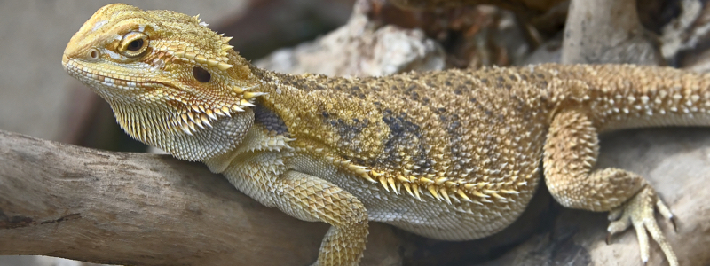 Bearded Dragon Substrate-Terrarium Decor