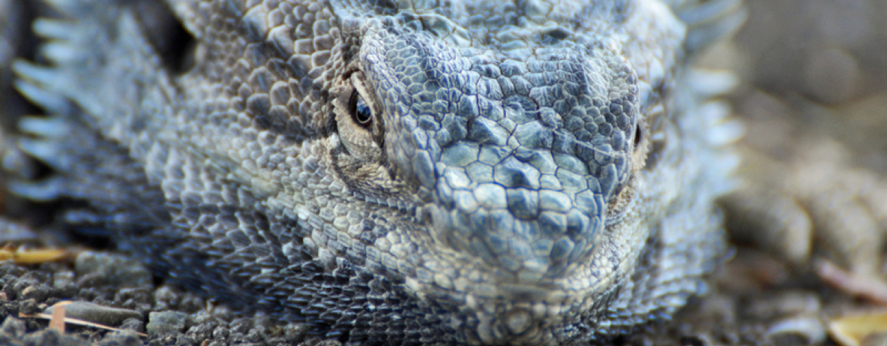 Unhealthy Bearded Dragon