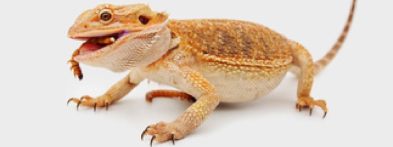 Baby Bearded Dragon Feeding Schedule