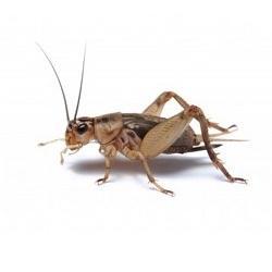 Crickets