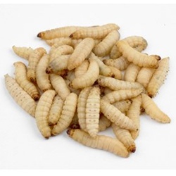 Live Waxworms